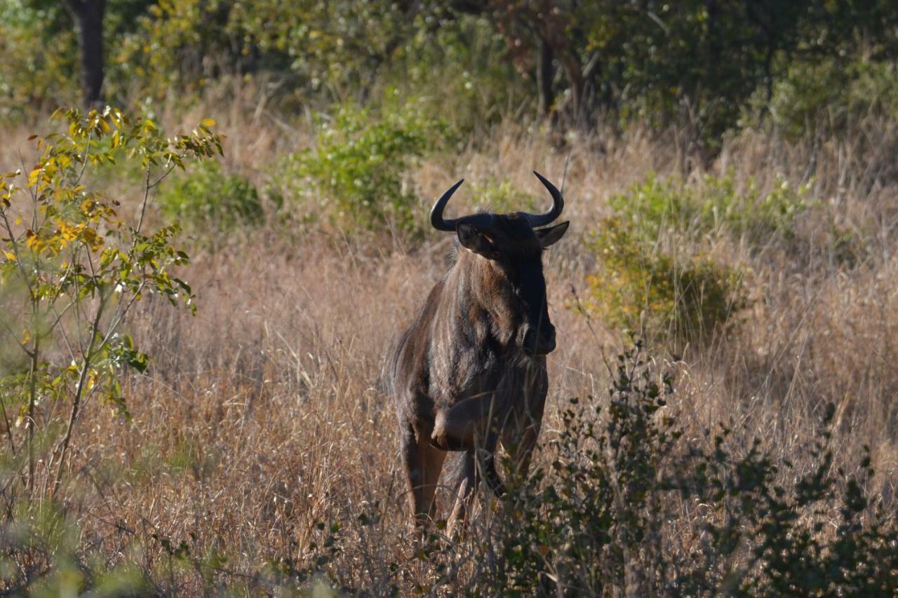 Mzsingitana Tented Camp Hoedspruit Exterior photo