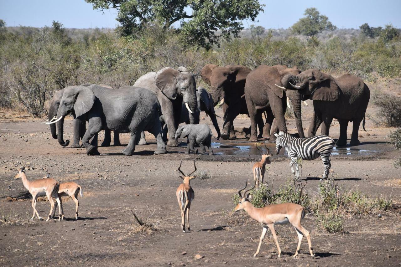 Mzsingitana Tented Camp Hoedspruit Exterior photo
